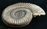 Huge Coroniceras Ammonite - France #4502-1